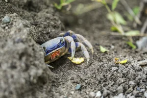blue crab granchio blu