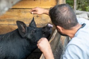 IL SUINO NERO DI CALABRIA